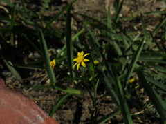 Senecio littoreus