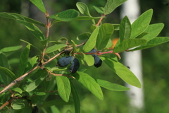 Lonicera caerulea edulis
