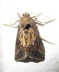 Chrysodeixis acuta