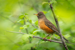 Brown-Headed Thrush photo 1