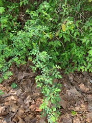 Rosa multiflora