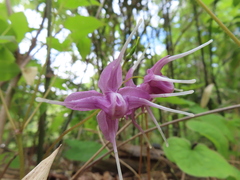 Epimedium grandiflorum
