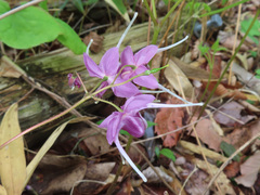 Epimedium grandiflorum, photograph (c) Timur Kalininsky, some rights reserved (CC BY)
