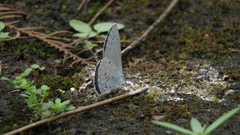 Celastrina lavendularis himilcon