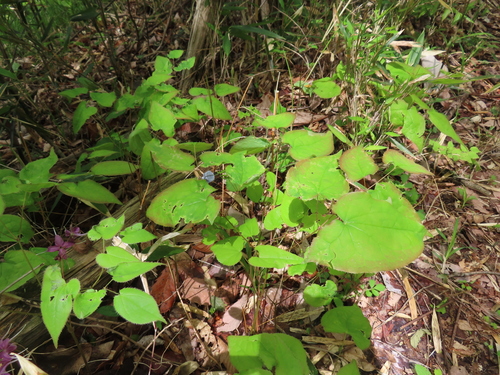 Epimedium grandiflorum, photograph 2