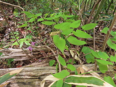 Epimedium grandiflorum, photograph (c) Timur Kalininsky, some rights reserved (CC BY)
