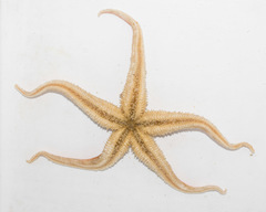Icasterias panopla