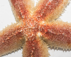 Icasterias panopla