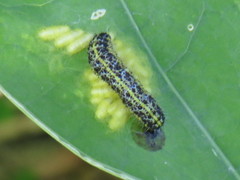 Cotesia glomerata bracovirus