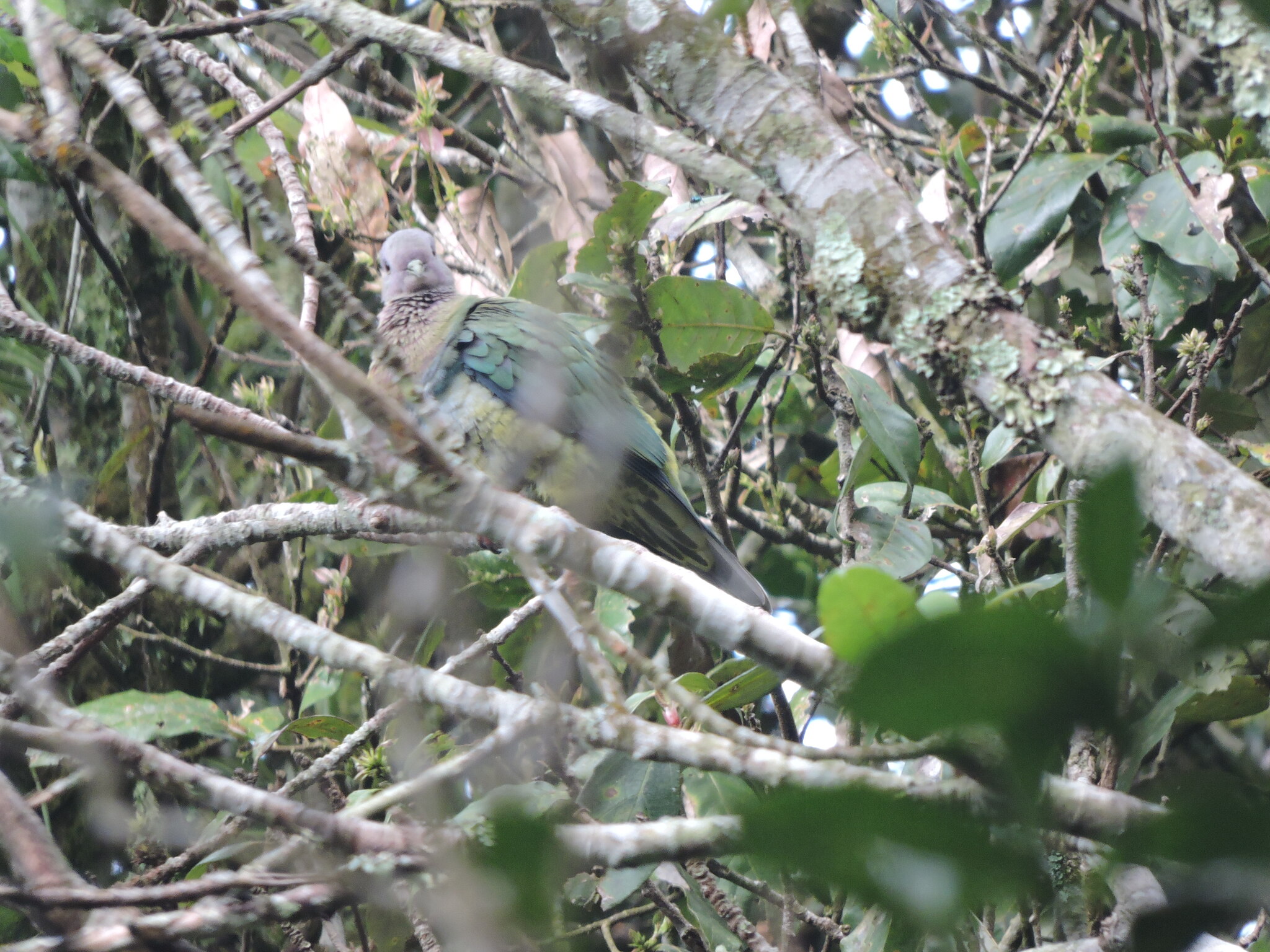 Pink-headed Fruit Dove (Ptilinopus porphyreus), photo 1