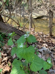 Alliaria petiolata