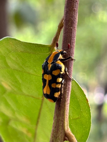 Yellow Marking Flower Beetle