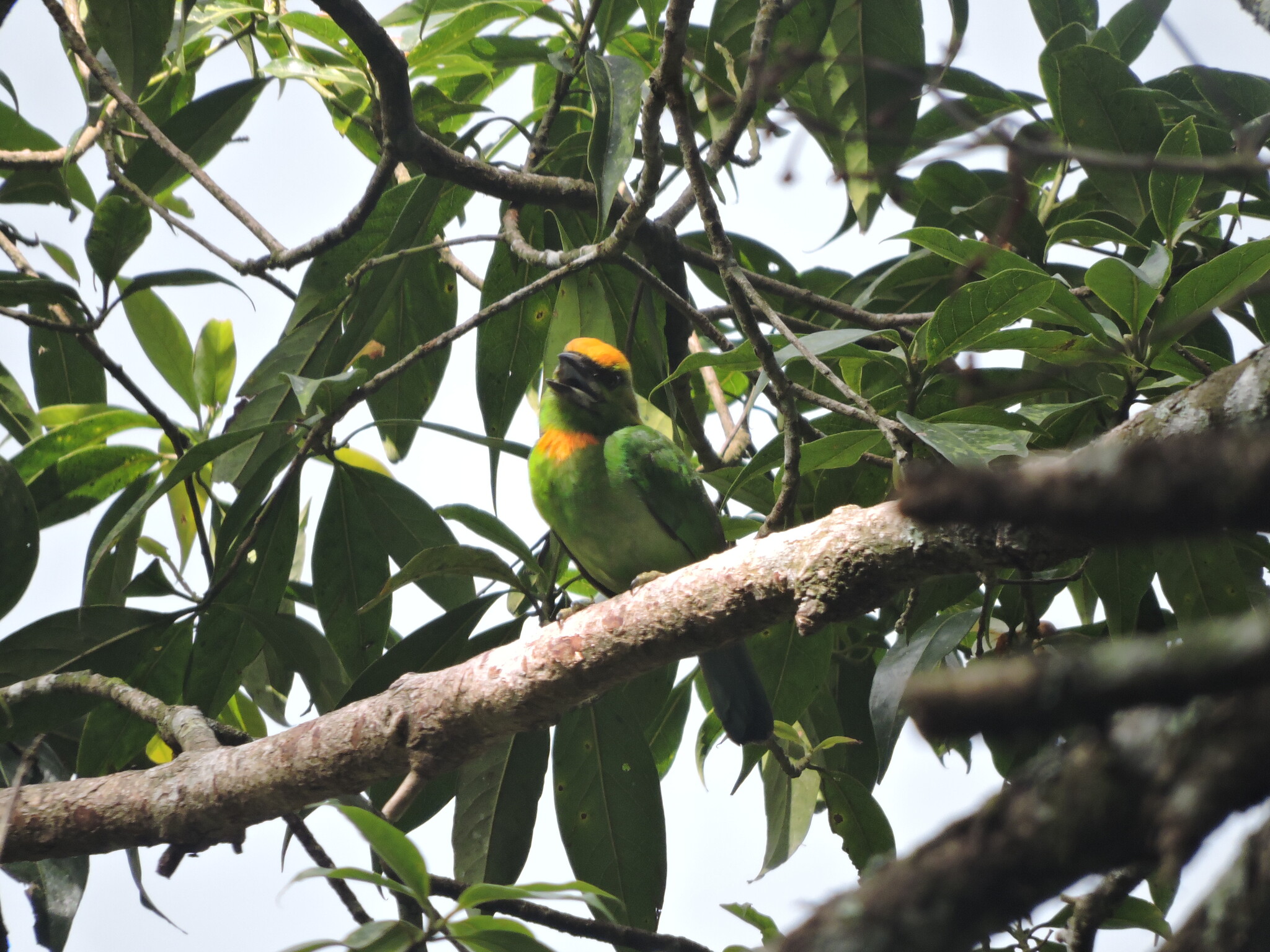 Flame-fronted Barbet (Psilopogon armillaris), photo 7