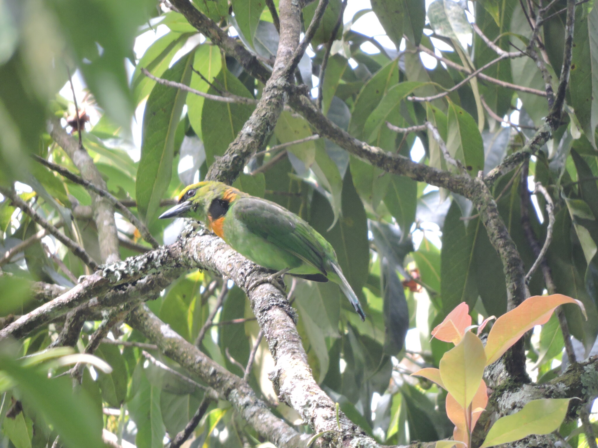 Flame-fronted Barbet (Psilopogon armillaris), photo 6