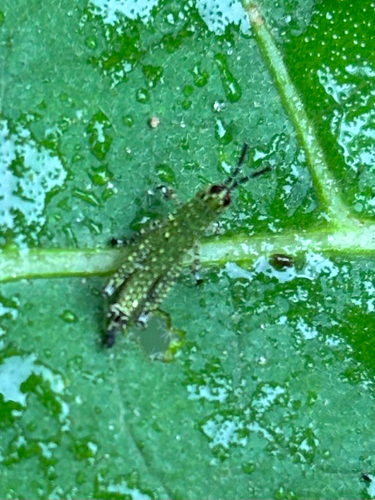 Rufous-legged Grasshopper
