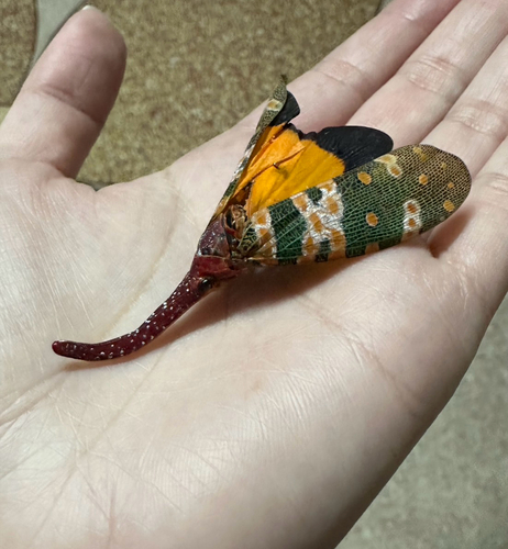 Litchi Lantern Bug