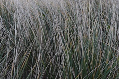 Juncus roemerianus