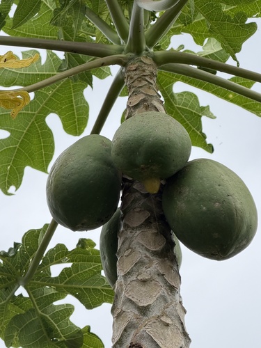 Carica papaya