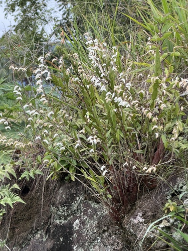 Dendrobium crumenatum