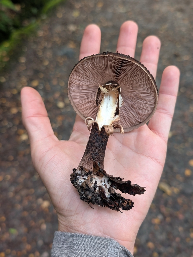 Agaricus lanatoniger