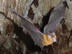 Hipposideros