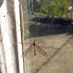 Nephrotoma appendiculata