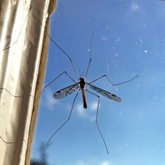 Nephrotoma appendiculata