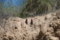 Cynomorium coccineum