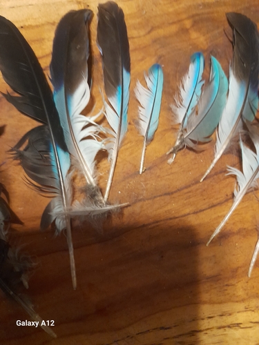 Plume de Rollier d'Europe