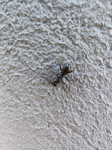 Formica kozloviFormica kozlovi