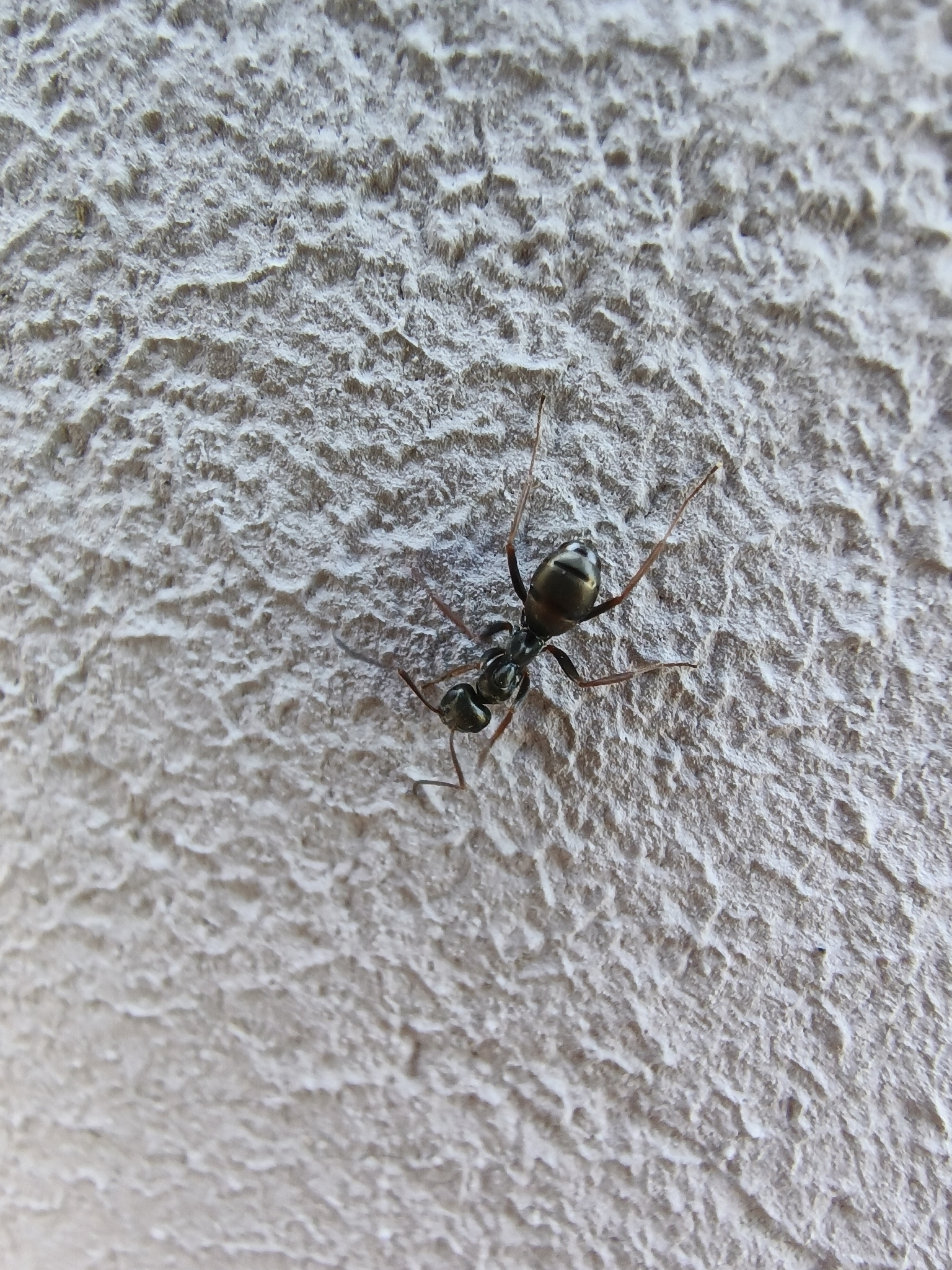 Formica kozlovi