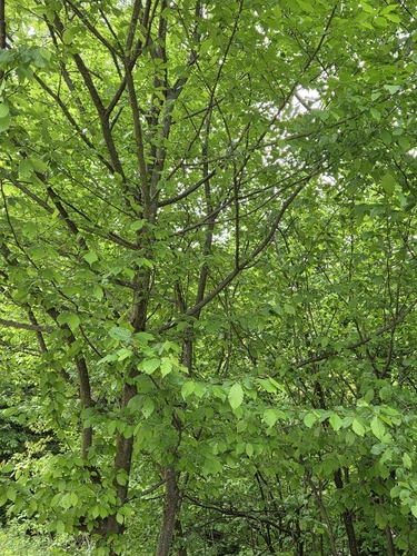 European Hornbeam