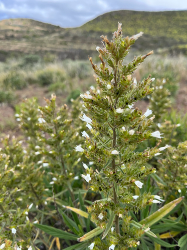 Echium onosmifolium, 2026-05-15