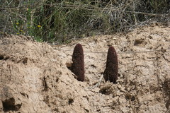 Cynomorium coccineum