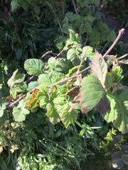 Rubus × loganobaccus