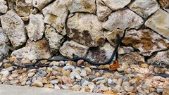 Coluber constrictor priapus image