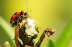 Coccinella transversalis