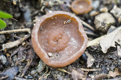 Dumontinia tuberosa