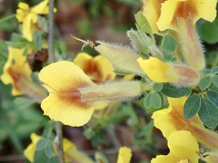 Chamaecytisus hirsutus
