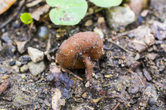 Dumontinia tuberosa