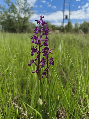 Loose-flowered Orchid