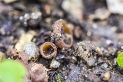 Dumontinia tuberosa