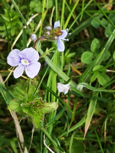Paprastoji veronika