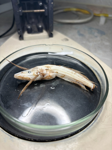Lesser livebearing sculpin (Comephorus dybowskii) — Comephoridae