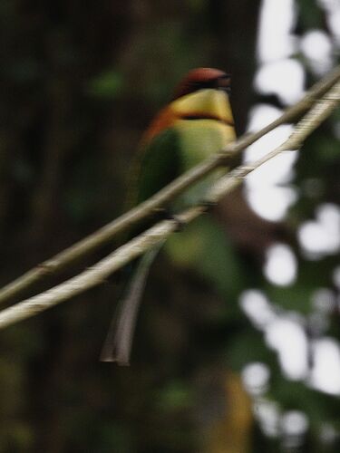 Chestnut-headed Bee-eater