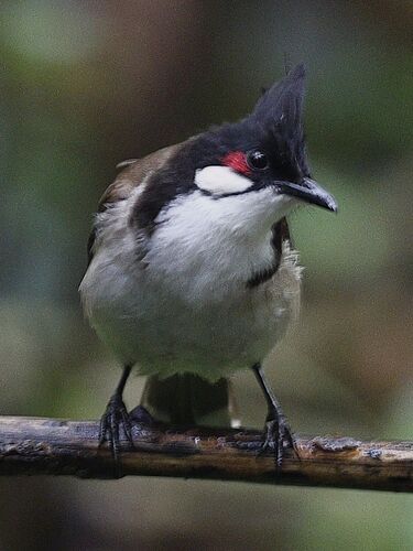 Red-whiskered Bulbul