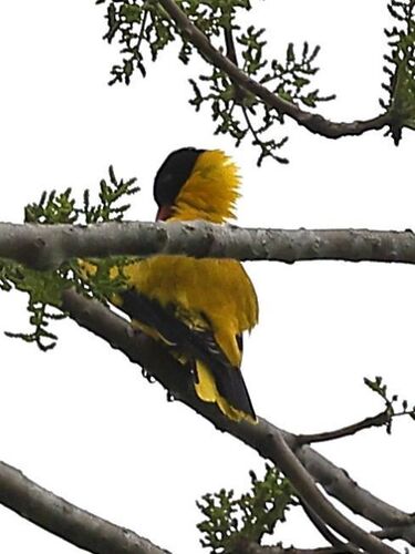 Black-hooded Oriole