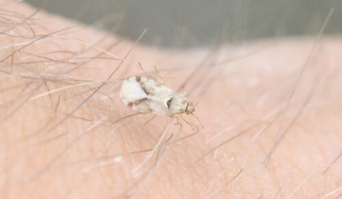 Artheneis foveolata