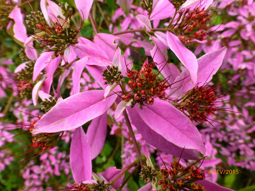Combretum racemosum, photograph 5