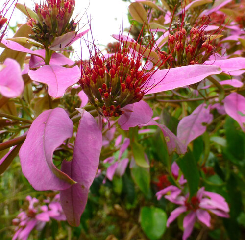 Combretum racemosum, photograph 6